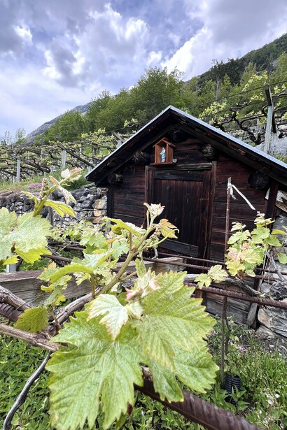 Mont Blanc stands as a silent guardian over Morgex’s terraced vineyards, shaping the unique alpine terroir © Donatella Polizzi