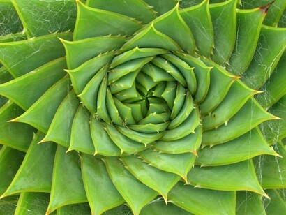 Hojas en forma de espiral