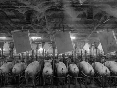 Perhaps it is no coincidence that the pandemic, which continues to decimate the human population, is kind to animals