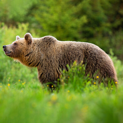 I danni maggiori vengono fatti dal sistema con cui produciamo o procacciamo il nostro cibo