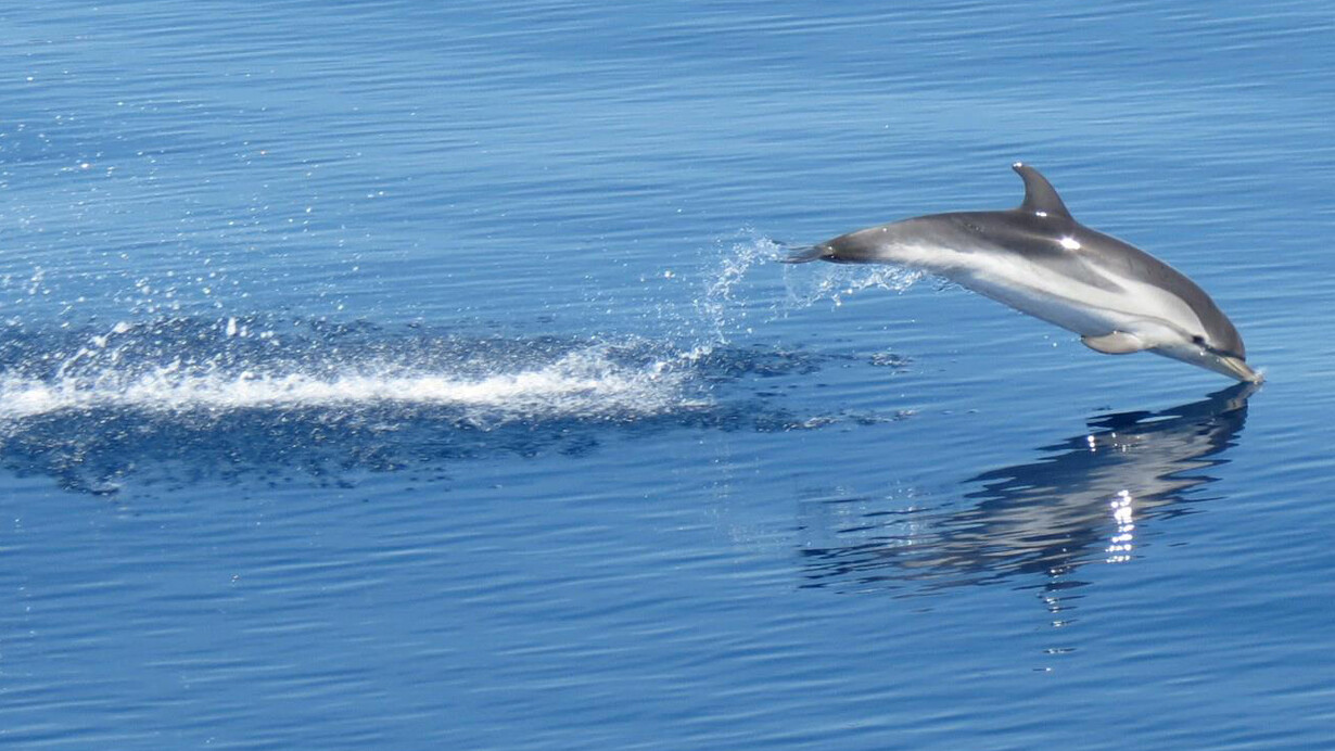 Una Stenella nel Santuario dei Cetacei in Toscana