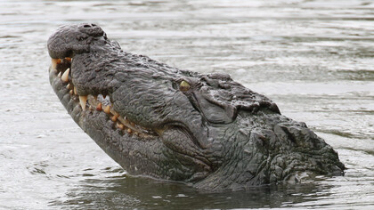A Marsh Crocodile hunting fish in Kumana National Park © Gehan de Silva Wijeyera