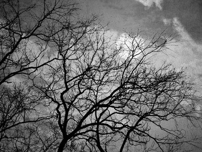 Poesía. Árbol deshojado