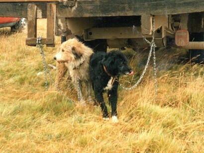 Perros ovejeros