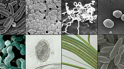 Bactéries. Au début de sa carrière, le biochimiste et microbiologiste Jacques Monod s'occupe de biométrie, la matière scientifique consistant à étudier la croissance des colonies bactériennes dans des conditions différentes