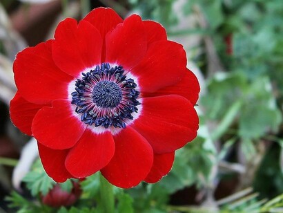 Un anemone rosso