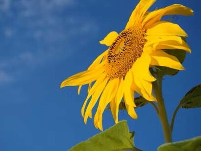 Girasole. Sole che reggi l’universo mondo  