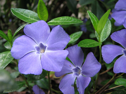 Pervinca (Vinca minor)