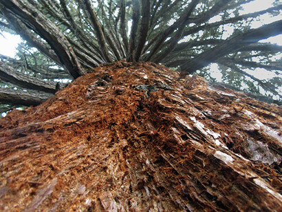 Alive Flora, Light, and Water in the Seattle Landscape. Courtesy of Frye