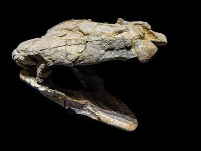 Sea Monsters Unearthed. Courtesy of Smithsonian's National Museum of Natural History