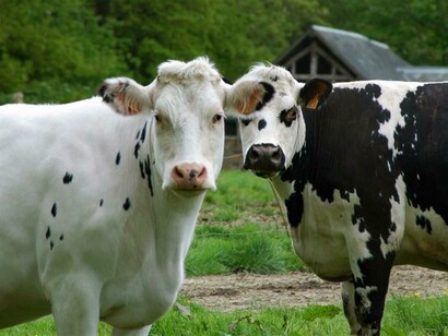 Uno studio ha rilevato che il microbioma delle mucche include microrganismi in grado di metabolizzare alcuni tipi di plastica

