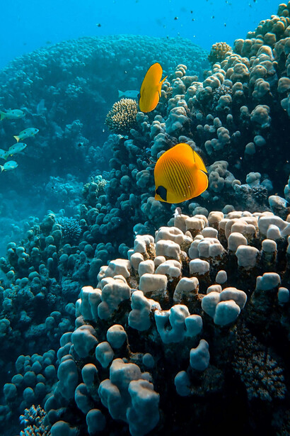 The ocean is one of the last major frontiers on Earth, and most of its life is still undiscovered