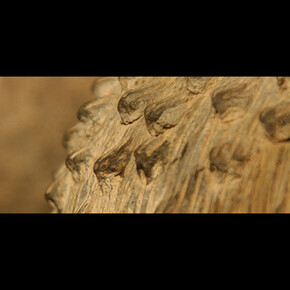 Bright Animals and Dull Plants. Courtesy of Museo Chileno de Arte Precolombino