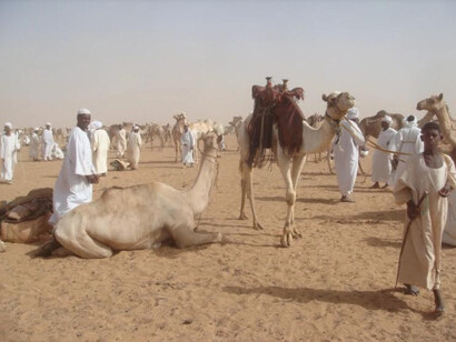 Omdurman, camel market, Khartum, Sudan
