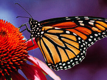 Un prato di fiori spontanei offre grandi quantità di nettare e polline agli insetti pronubi