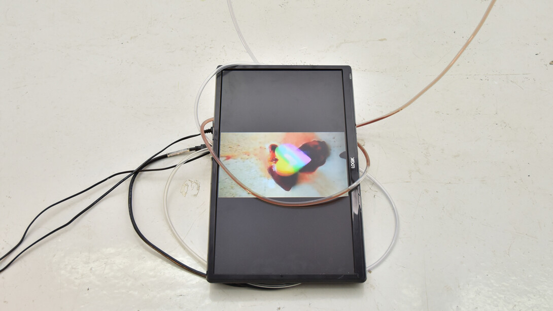 Alice Morey. Courtesy of The Ryder Projects