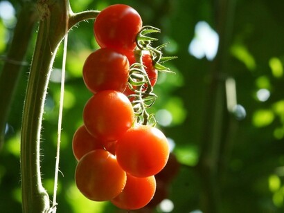 Pomodorino di Pachino ben maturo