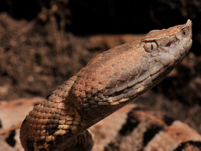 Cuaima («Lachesis muta»)