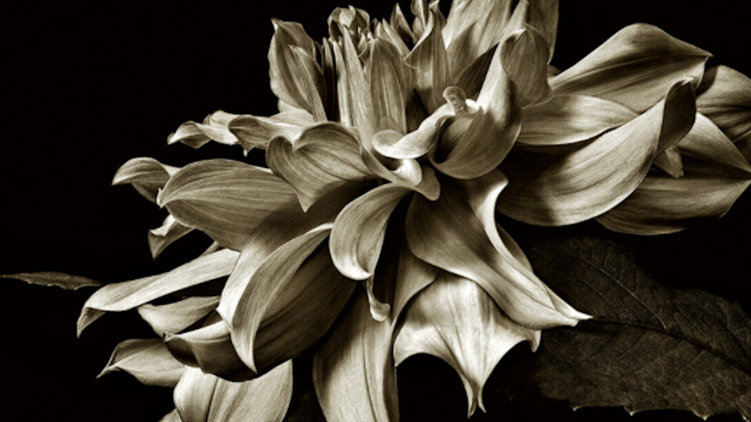 Floraphilia. Courtesy of Soho Photo Gallery 