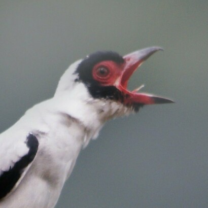 Tityra semifasciata (Titira enmascarado), habita los bosques tropicales en los litorales de México, en centro y Sudamérica hasta el sur de Brasil
