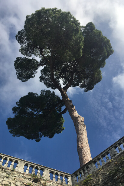 Il Pino domestico secolare sulla terrazza del Castello di Masino, Italia
