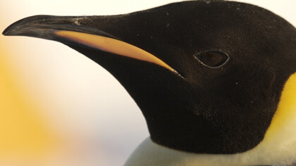 Emperor Penguin (c) John Aitchison