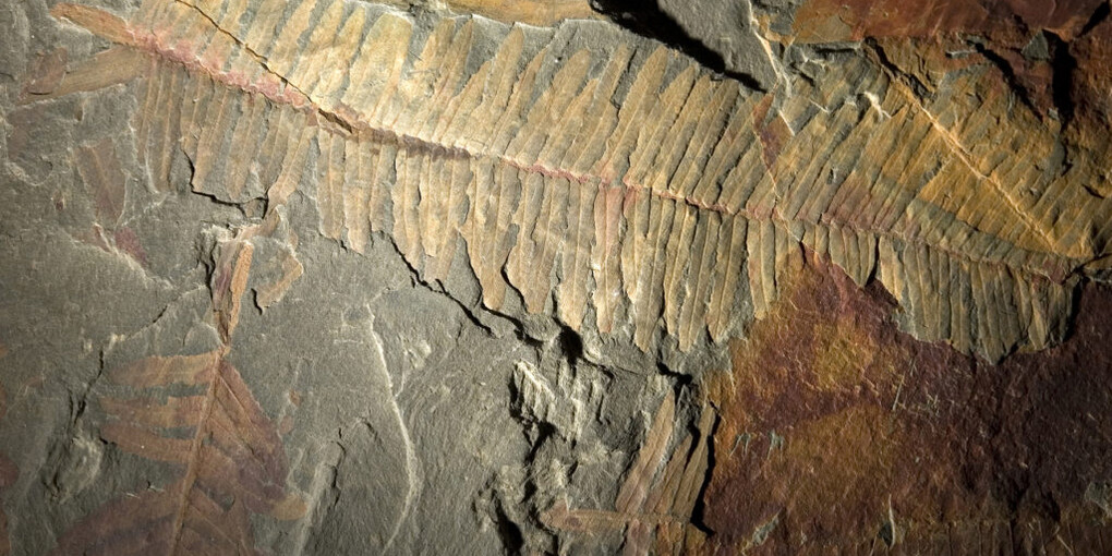 The evolution of Monte Pisano. Courtesy of Museo di Storia Naturale