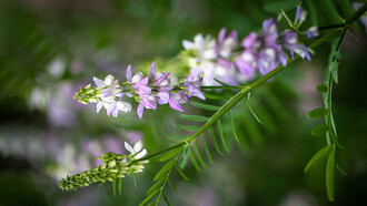 «Galega officinalis» (también conocida como ruda cabruna y lila francesa) utilizada para tratar síntomas de hiperglucemia