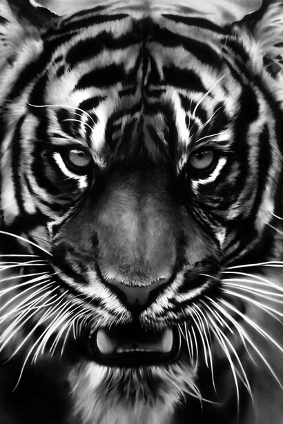 Robert Longo: Untitled (white tiger), 2011. Courtesy of Albertina Museum