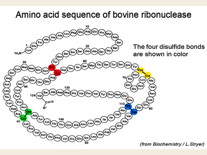 All functional proteins of life are characterized by an ordered sequence of amino acids-order which –in life as it is now- is determined by the corresponding order of the gene of that protein.