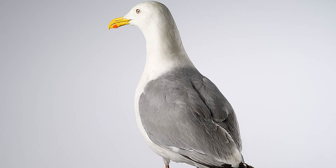 Birds & Indigenous Animals. Courtesy of Museum für Naturkunde