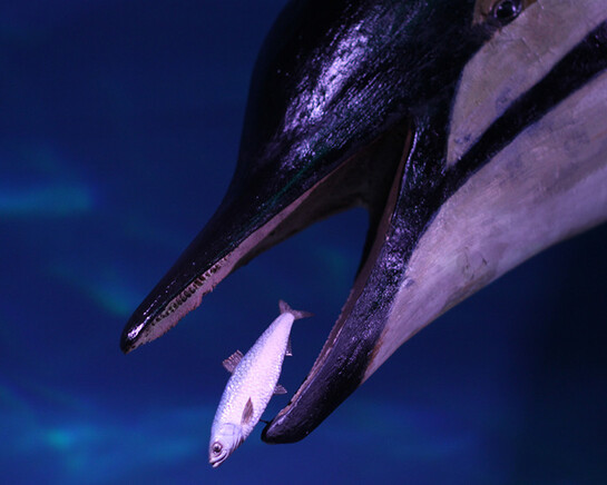 The Black Sea Diorama. Courtesy of National Museum of Natural History