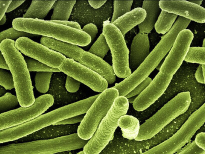 «Escherichia coli» bacteria que participa en la producción de las vitaminas B y K