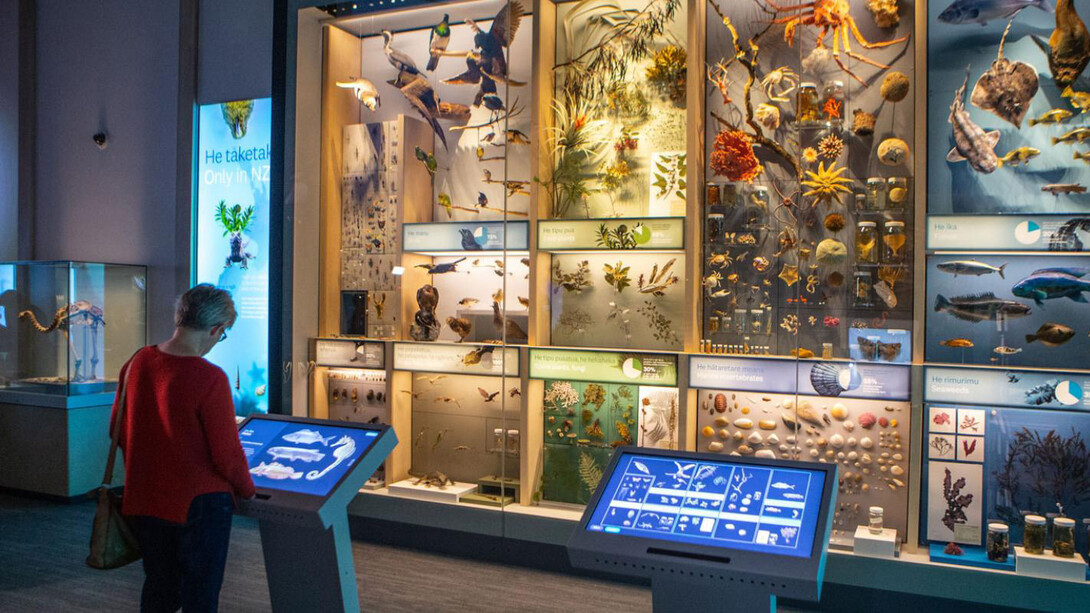 Te taiao. Nature, exhibition view. Courtesy of Museum of New Zealand