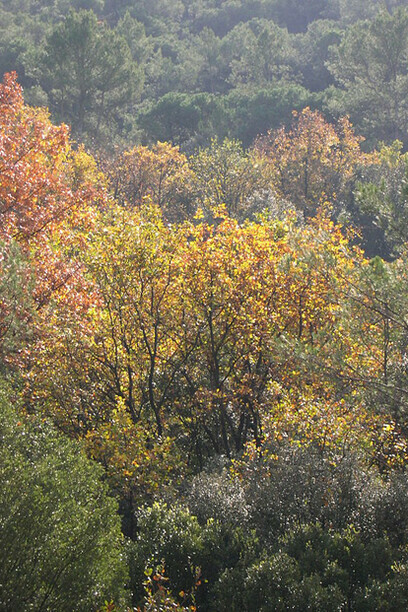 Collserola en la cercanía de Sant Cugat