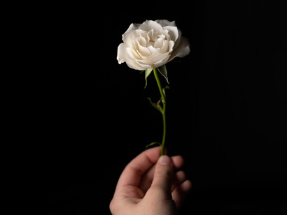Rosa d’incenso odorosa