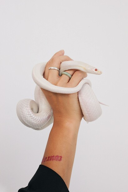 Serpente albino. Gli albini ereditano i geni recessivi per la colorazione della pelle o del pelo da entrambi i genitori