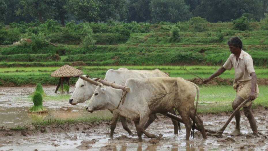 Ploughing the Fields