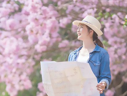 Exploring the spring scenery, an Asian woman tourist in a denim jacket holds a city map while walking among cherry blossom trees