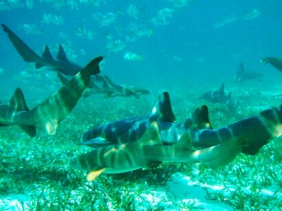 Shark Ray Alley