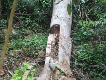 “Amazonia: relatos de abundancia”, Sergio Racanati, 2026, Production image per il film essay, vincitore dell'Italian Council, edizione XIV, promosso dalla Direzione Generale Creatività Contemporanea, Ministero della Cultura, courtesy Sergio Racanati