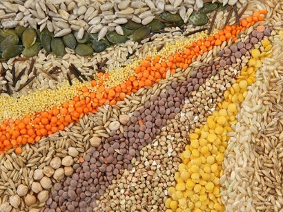 El modelo agroalimentario vigente implica una pérdida en la cantidad y calidad de semillas cultivadas