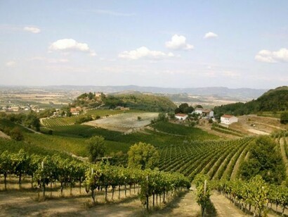 Reben in der nähe von Padua