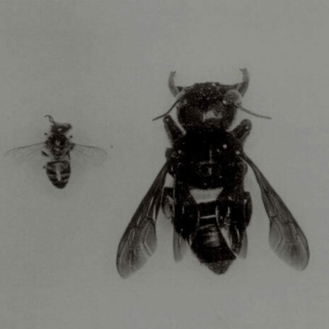 Comparación entre una abeja gigante y una abeja normal. Foto de Adam Messer