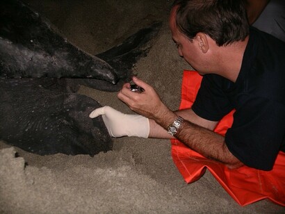 The other sea turtle is a leatherback