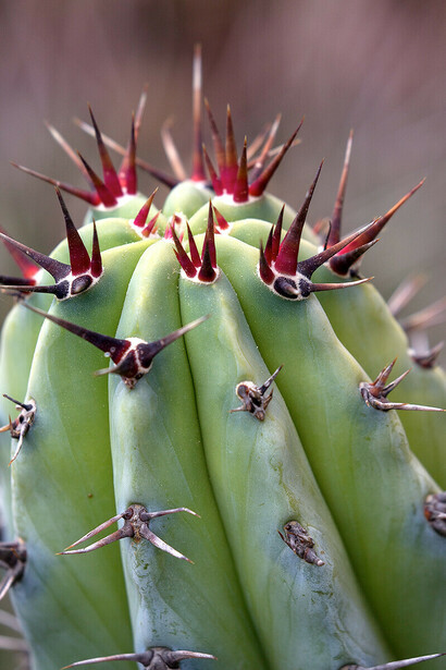 Le spine di un Cactus Cochal