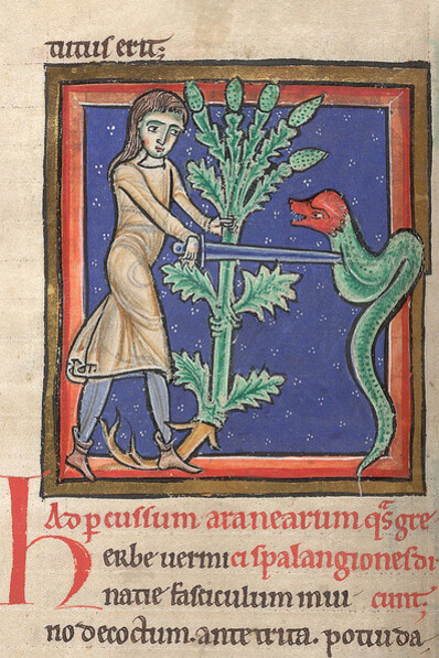 La verbena, dal Catalogo dei manoscritti miniati della British Library