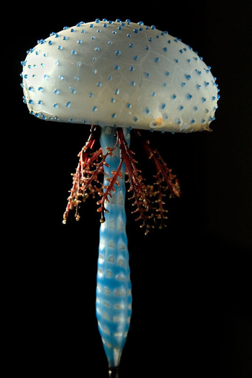 Historical Gallery. Courtesy of Museo di Storia Naturale