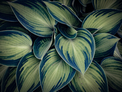 Plantes et nature. Le rythme de ce silence, si nous devions le qualifier simplement, est doux