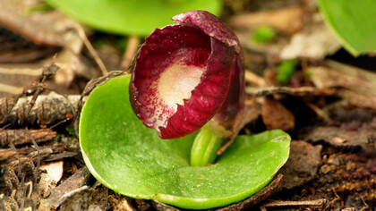 Red Helmet Orchid, l’unica essenza che viene messa sotto l’influsso della Luna durante la preparazione